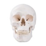a20_01_classic-human-skull-model-3-part_2